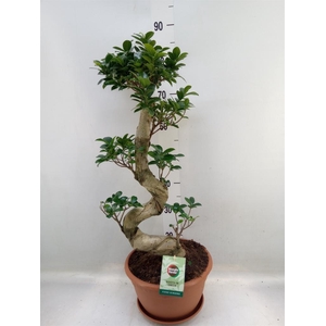 Ficus microcarpa 'Ginseng'
