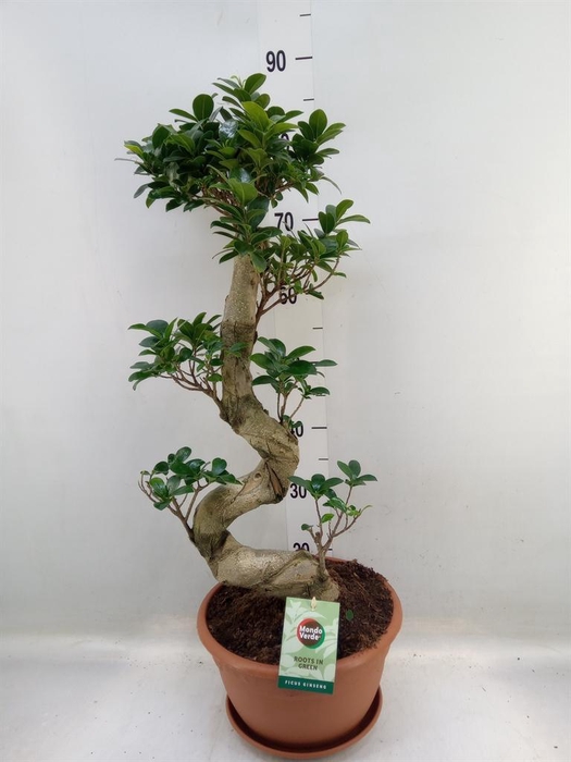 <h4>Ficus microcarpa 'Ginseng'</h4>