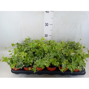 Hedera helix 'Eva'