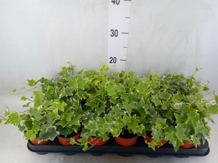 <h4>Hedera helix 'Eva'</h4>