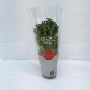 Basilicum Fijnbladig P9