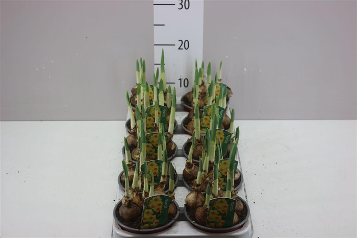 <h4>Narcis Bright Day</h4>