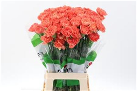 DI ST HERMES ORANGE