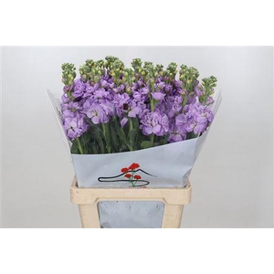 MATTHIOLA IRON MARINE