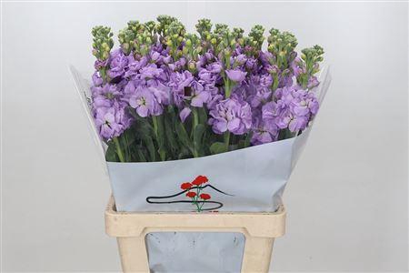 <h4>MATTHIOLA IRON MARINE</h4>