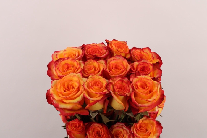 <h4>R Gr High & Magic</h4>