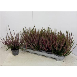 Callu Cal Nova Rot