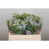 Oxypetalum Tweedia Blue