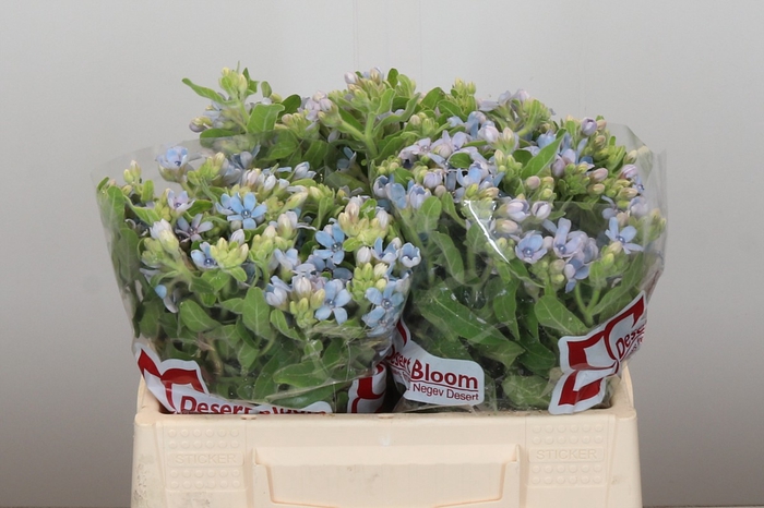 Oxypetalum Tweedia Blue