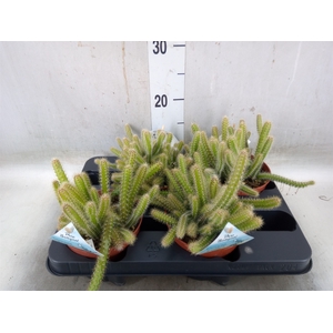Cactus   ...mix