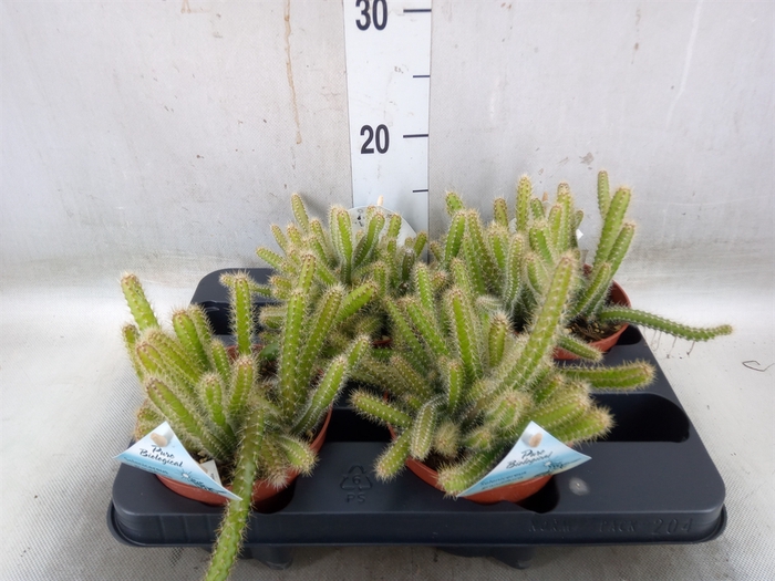 <h4>Cactus   ...mix</h4>