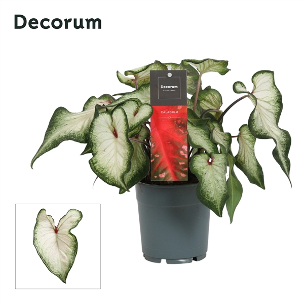 <h4>Caladium White Wonder (Decorum)</h4>