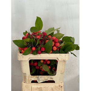 MALUS RED SENTINEL