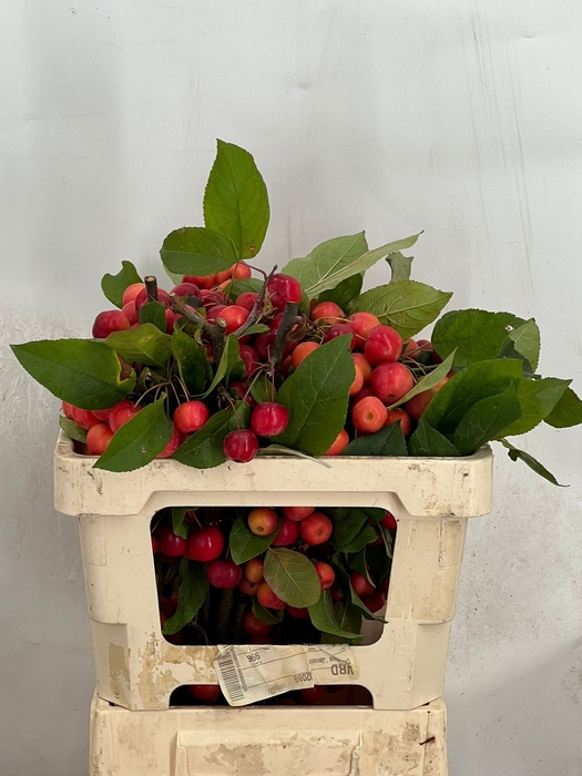 <h4>MALUS RED SENTINEL</h4>