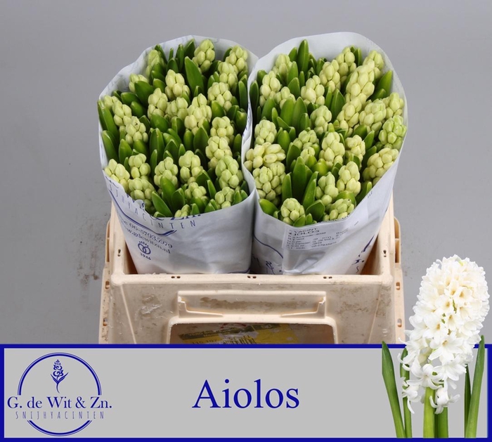 <h4>HYAC AIOLOS</h4>