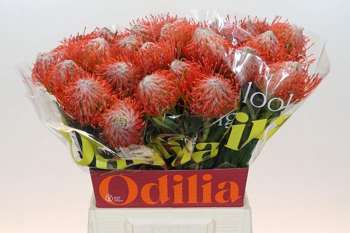 <h4>Nutans Tango</h4>