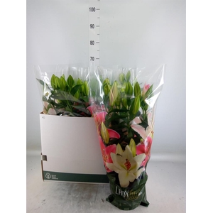 Lilium ori.  'Sunny Camino'