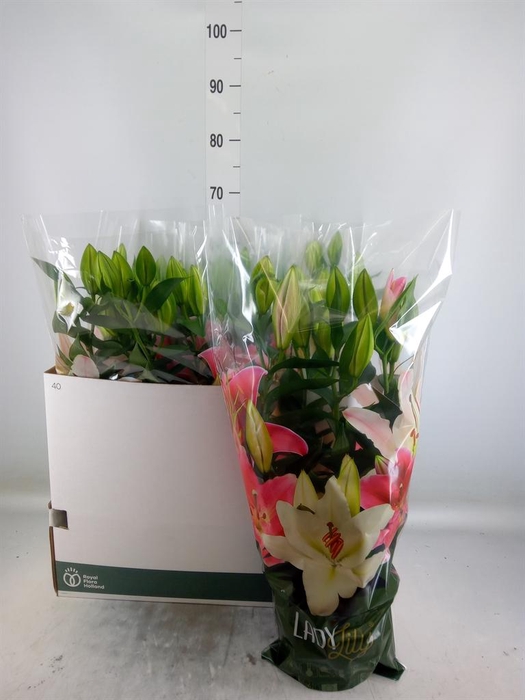 <h4>Lilium ori.  'Sunny Camino'</h4>