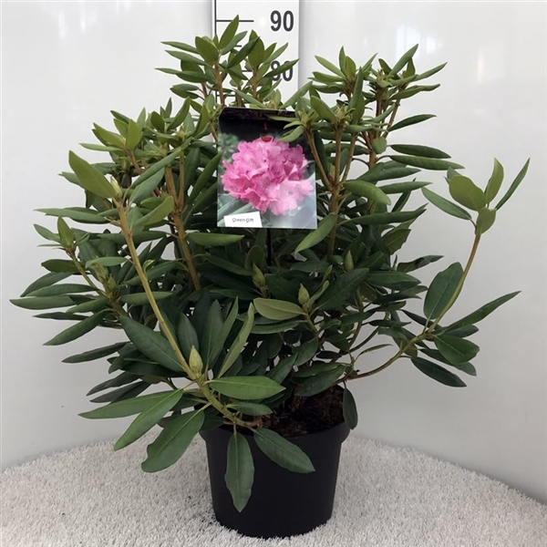 <h4>Rhodo. 'Roseum Elegans' pink</h4>