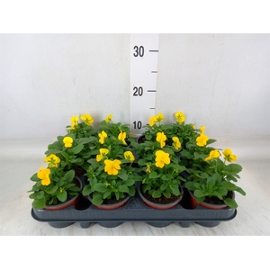 Viola corn. 'Evo Mini Yellow'