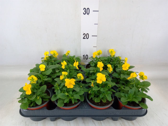 <h4>Viola corn. 'Evo Mini Yellow'</h4>