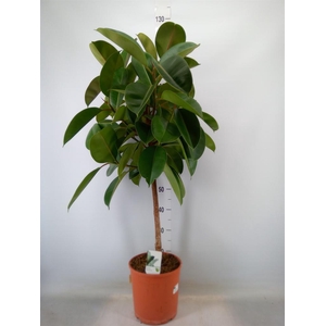 Ficus   ...