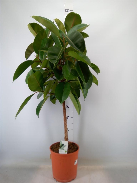 <h4>Ficus   ...</h4>