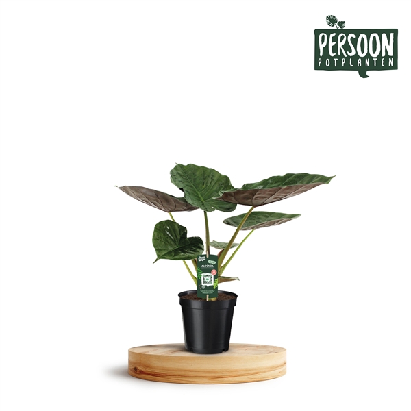 <h4>Alocasia Wentii</h4>