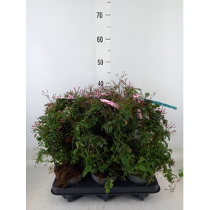 Jasminum polyanthum   ...rose