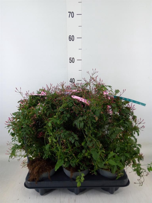 <h4>Jasminum polyanthum   ...rose</h4>