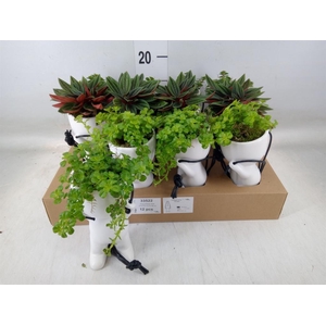 Arr.   Kamerplant Groen L%