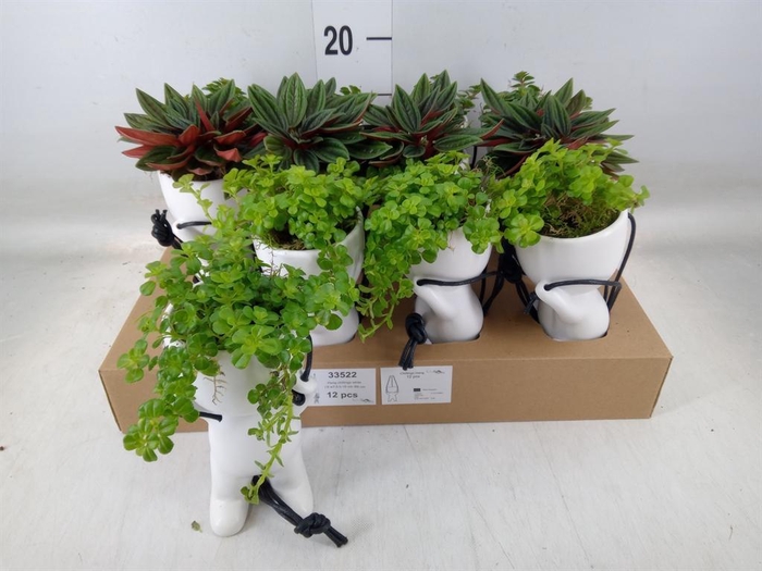 <h4>Arr. Kamerplant Groen L%</h4>