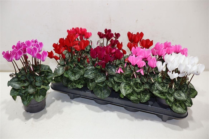 <h4>Cycl Kl Sup Carino</h4>