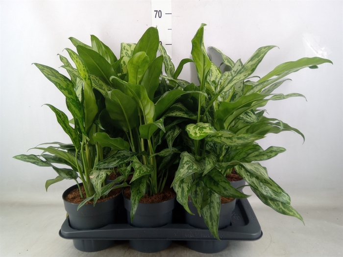 <h4>Aglaonema   ...</h4>