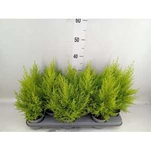 Cupressus macro. 'Goldcrest Wilma'