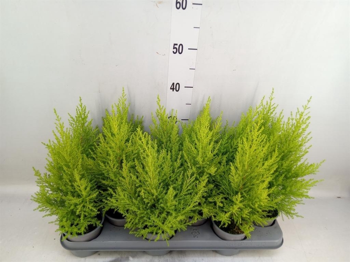 <h4>Cupressus macro. 'Goldcrest Wilma'</h4>
