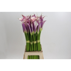 Zantedeschia Eydolls Purple White