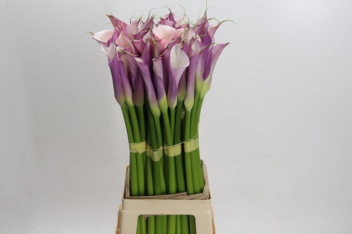 <h4>Zantedeschia Eydolls Purple White</h4>