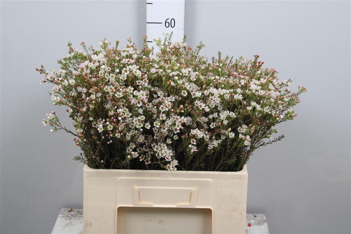 <h4>Chame Blondie</h4>