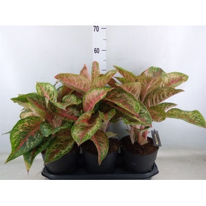 Aglaonema  'Painted Celebration'