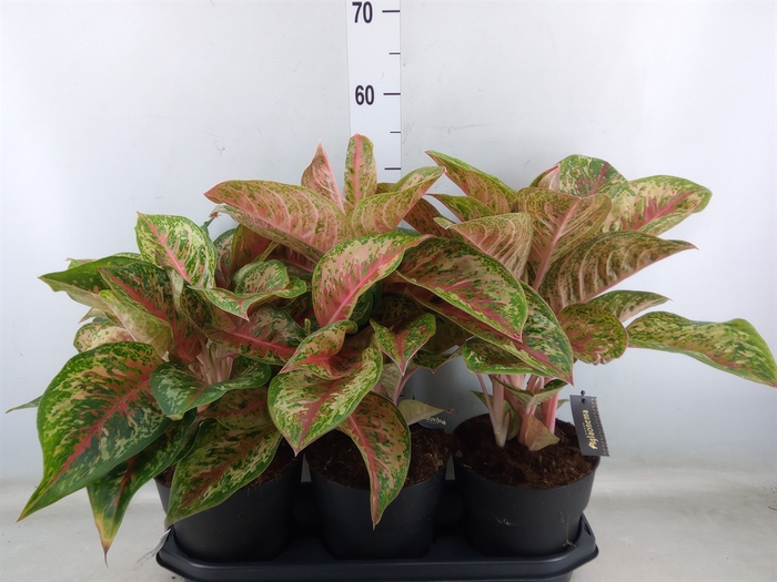 Aglaonema  'Painted Celebration'