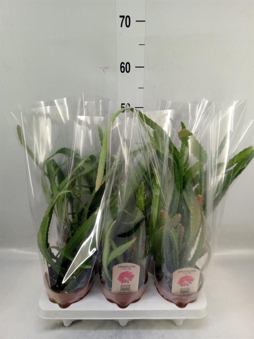 <h4>Epiphyllum   ...</h4>