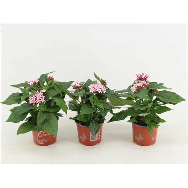 <h4>Pentas Graffiti Lavender</h4>