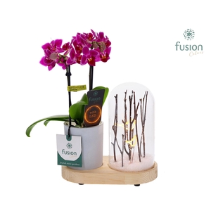 LED Lichtbal Vogels houten planter met Phalaenopsis