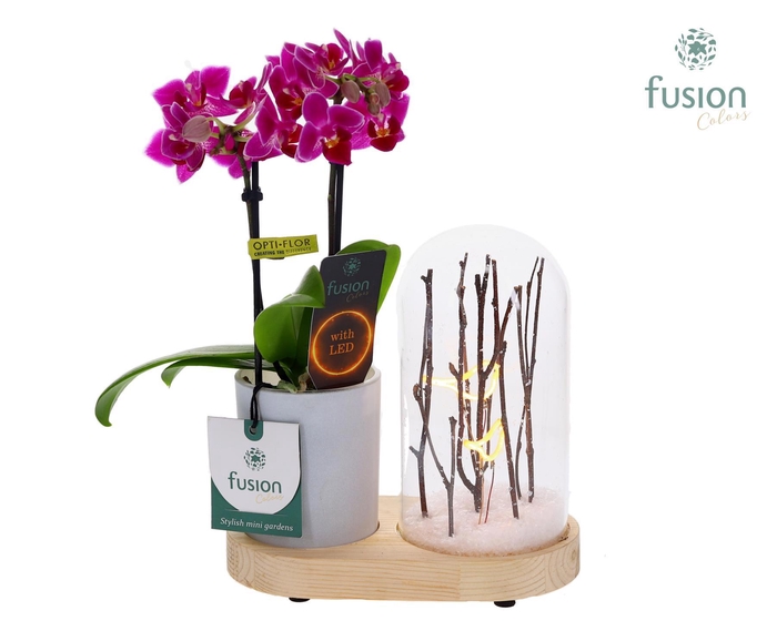 <h4>LED Lichtbal Vogels houten planter met Phalaenopsis</h4>