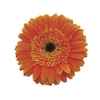 GERBERA DUNE >10 CM DIAM <050 CM LARANJA