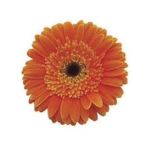GERBERA DUNE >10 CM DIAM <050 CM LARANJA
