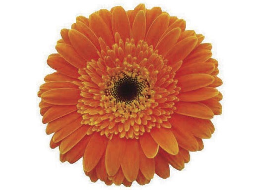 GERBERA DUNE >10 CM DIAM <050 CM LARANJA