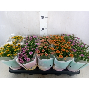 Chrysanthemum  'Jellyfish'   ...mix