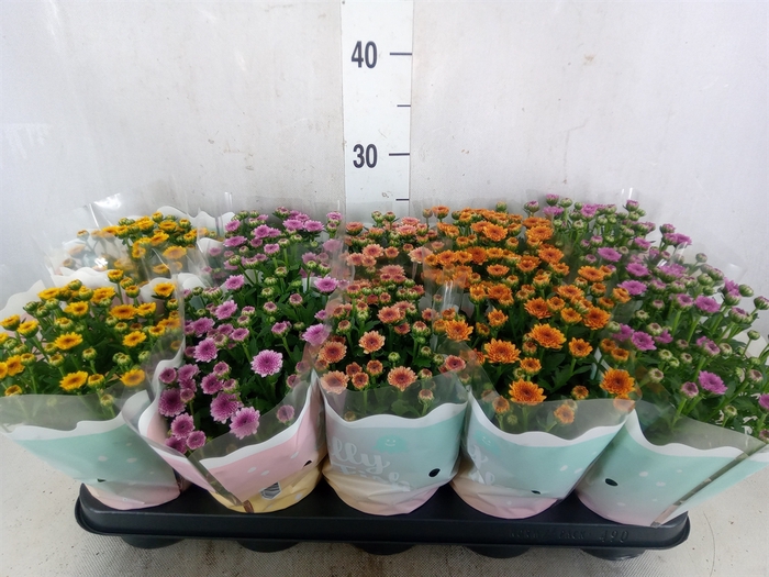 <h4>Chrysanthemum  'Jellyfish'   ...mix</h4>